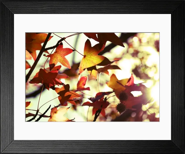 Framed Print : autumn beauty Framed Print : autumn beauty