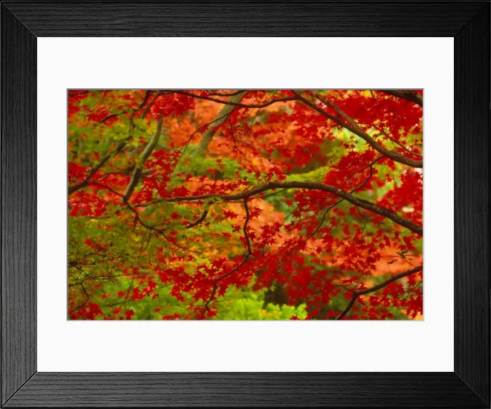 Framed Print : Maple trees in autumn