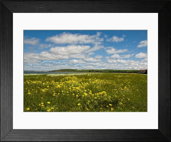 Framed Print : Fields of flowers and cloudy blue sky Framed Print : Fields of flowers and cloudy blue sky