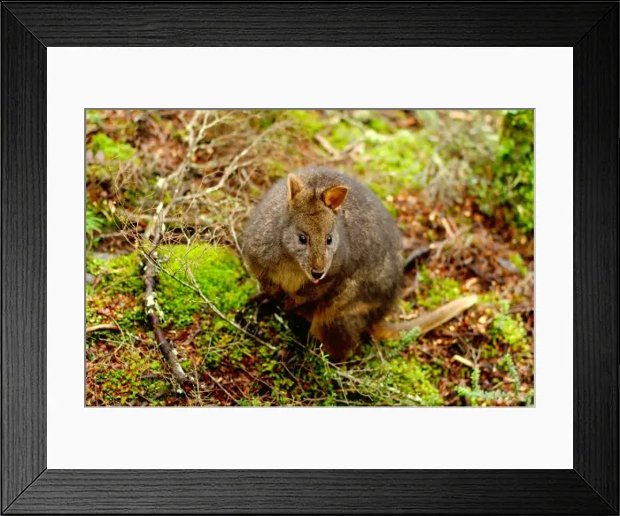 Framed Print : Tasmanian Pademelon, Thylogale billardierii Framed Print : Tasmanian Pademelon, Thylogale billardierii