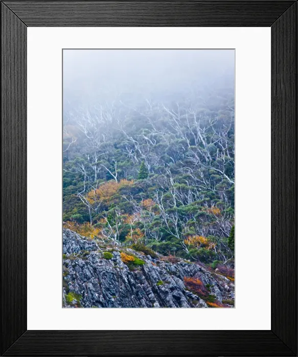 Framed Print : Trees and fog on Cradle Mountain. Tasmania Framed Print : Trees and fog on Cradle Mountain. Tasmania