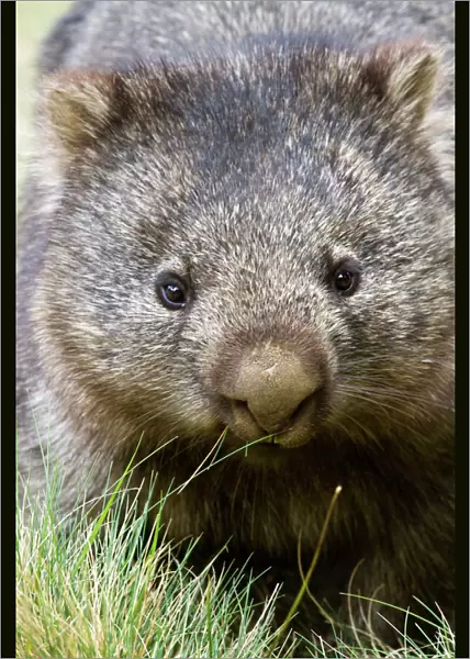 Australian wombat
