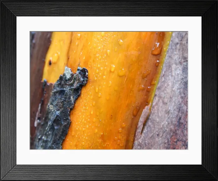 Framed Print : Gum tree bark. Cradle Mountain. Tasmania