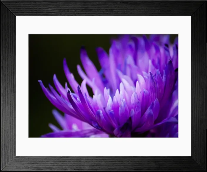 Framed Print : Perfect Purple Framed Print : Perfect Purple