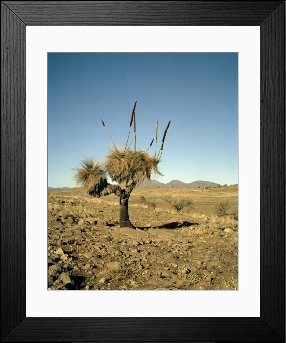 Framed Print : Australia, Flinders Ranges, Blackboy( Xanthorrhoea preissii) on desert