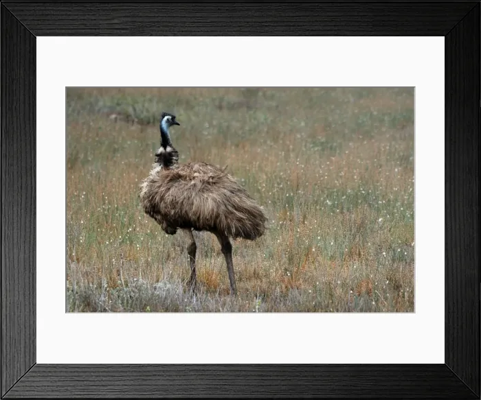 Framed Print : EMU. An Emu in The Flinders Ranges in outback Australia Framed Print : EMU. An Emu in The Flinders Ranges in outback Australia