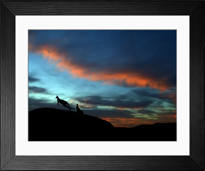 Framed Print : Kangaroos at sunset Framed Print : Kangaroos at sunset