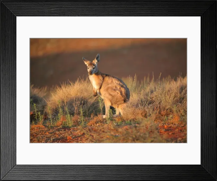 Framed Print : Kangaroo in the wild. Australia