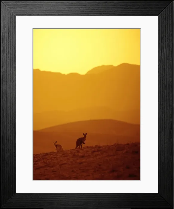 Framed Print : Kangaroos in the outback Australia Framed Print : Kangaroos in the outback Australia