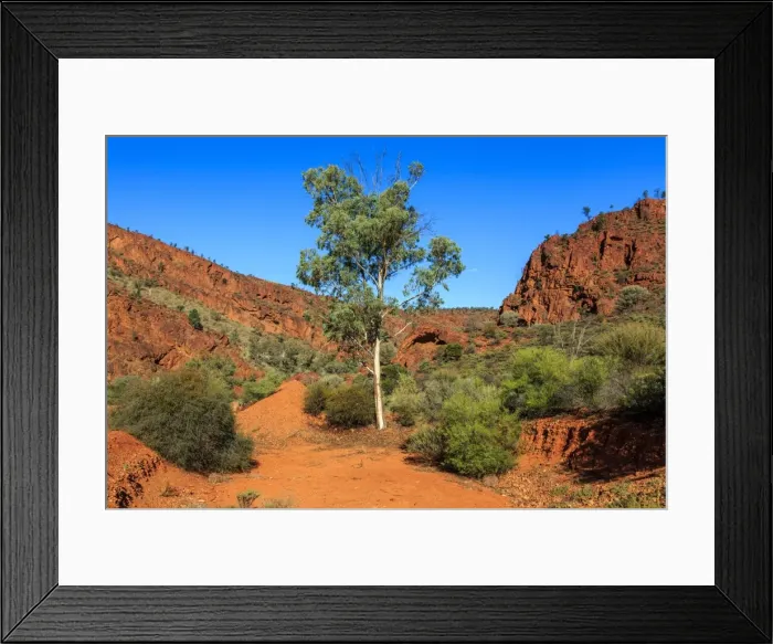 Framed Print : Gum tree in the Flinders Ranges. South Australia Framed Print : Gum tree in the Flinders Ranges. South Australia