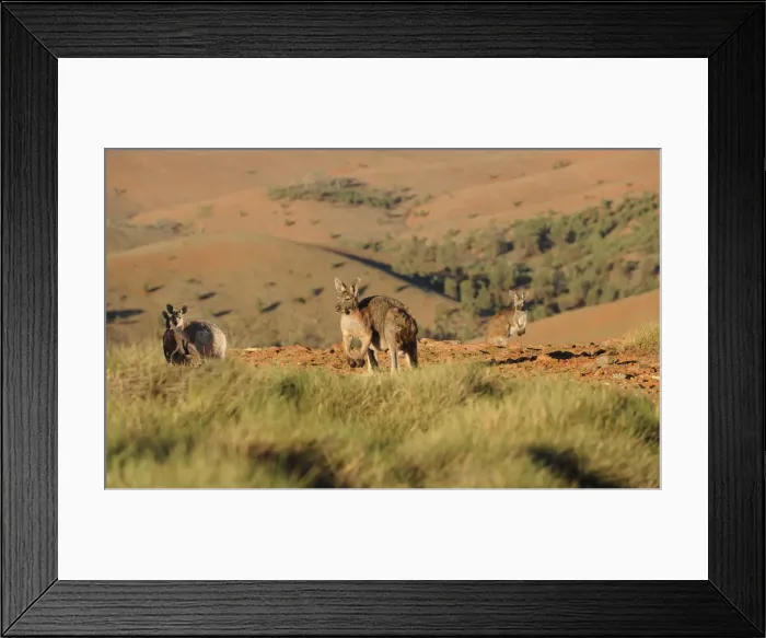 Framed Print : Flinders ranges, South Australia Framed Print : Flinders ranges, South Australia