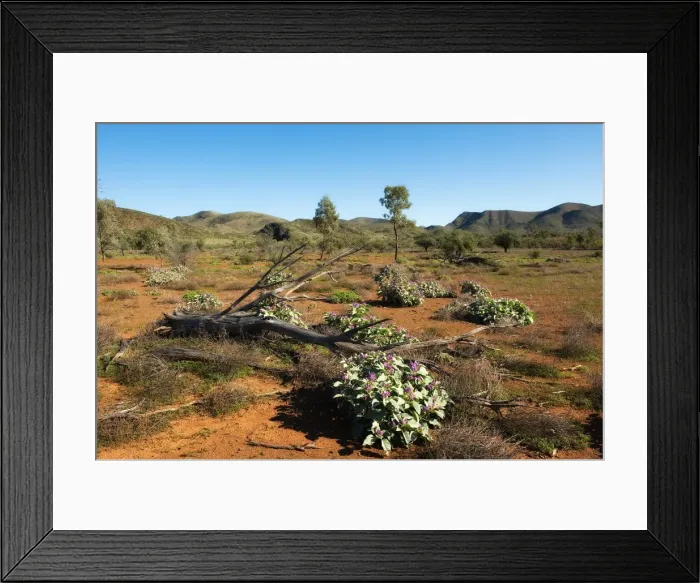 Framed Print : Willow springs flinders ranges Framed Print : Willow springs flinders ranges