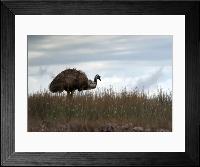 Framed Print : EMU. An Emu in The Flinders Ranges in outback Australia