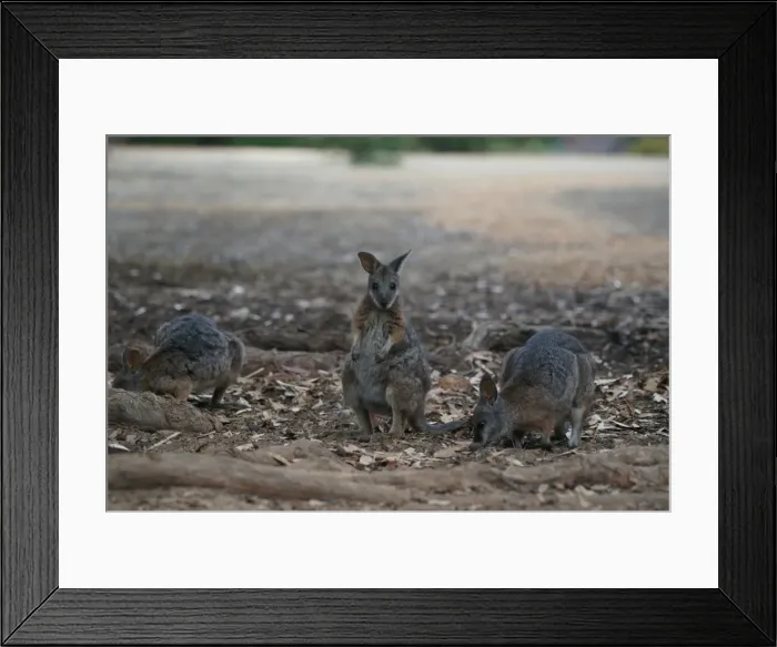 Framed Print : Tammar Wallaby Framed Print : Tammar Wallaby
