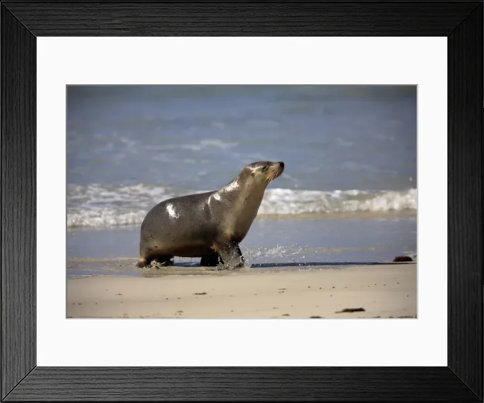 Framed Print : Australian Sea Lion coming out of water Framed Print : Australian Sea Lion coming out of water