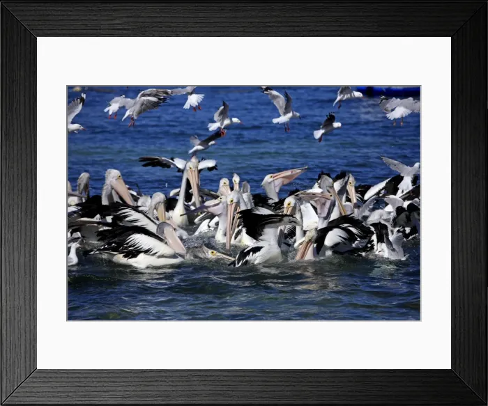 Framed Print : Group of adult Australian Pelicans hunting Framed Print : Group of adult Australian Pelicans hunting