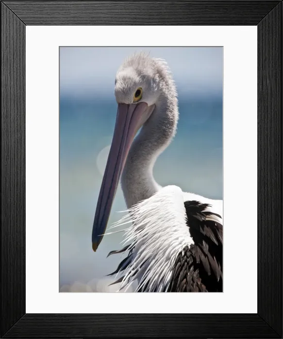 Framed Print : Australian Pelican Framed Print : Australian Pelican