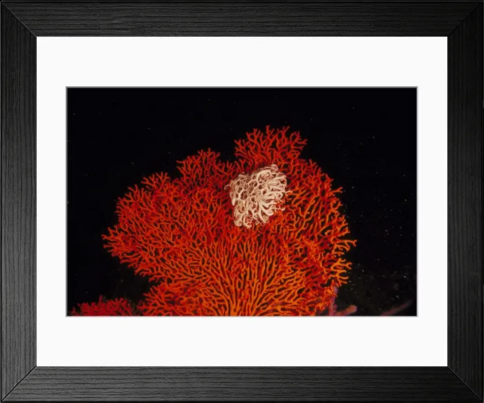 Framed Print : gorgonian coral or seafan