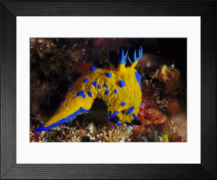 Framed Print : nudibranch tambja verconis feeding on soft bryozoan kangaroo is. sa, australia Framed Print : nudibranch tambja verconis feeding on soft bryozoan kangaroo is. sa, australia