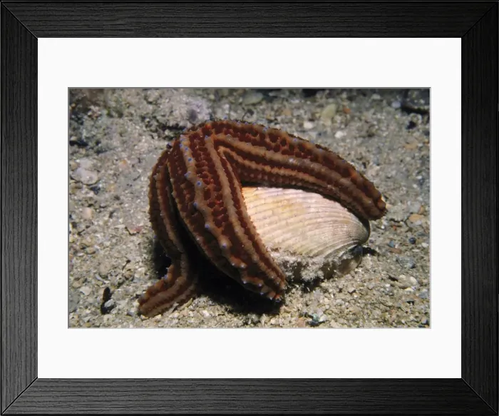 Framed Print : rough seastar uniophora granifera feeding on a cockle kangaroo island, sa, aust Framed Print : rough seastar uniophora granifera feeding on a cockle kangaroo island, sa, aust
