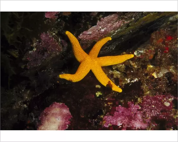 yellow seastar fromia polypora on reef kangaroo island, sa, aust