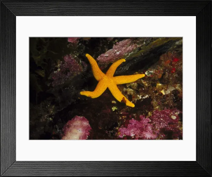 Framed Print : yellow seastar fromia polypora on reef kangaroo island, sa, aust Framed Print : yellow seastar fromia polypora on reef kangaroo island, sa, aust
