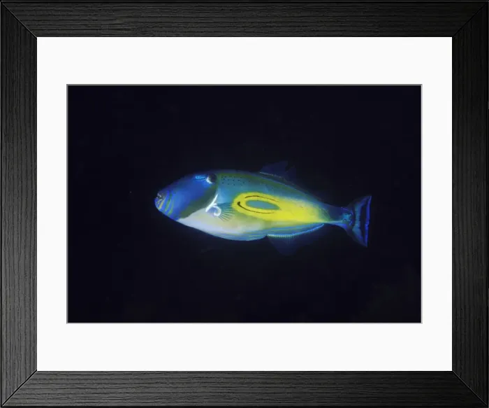 Framed Print : horseshoe leatherjacket meuschenia hippocrepis kangaroo island, sa, australia