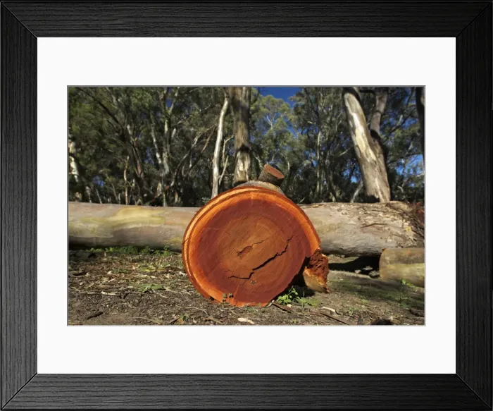 Framed Print : Cut down eucalypt tree in the Flinders Ranges, South Australia, Australia