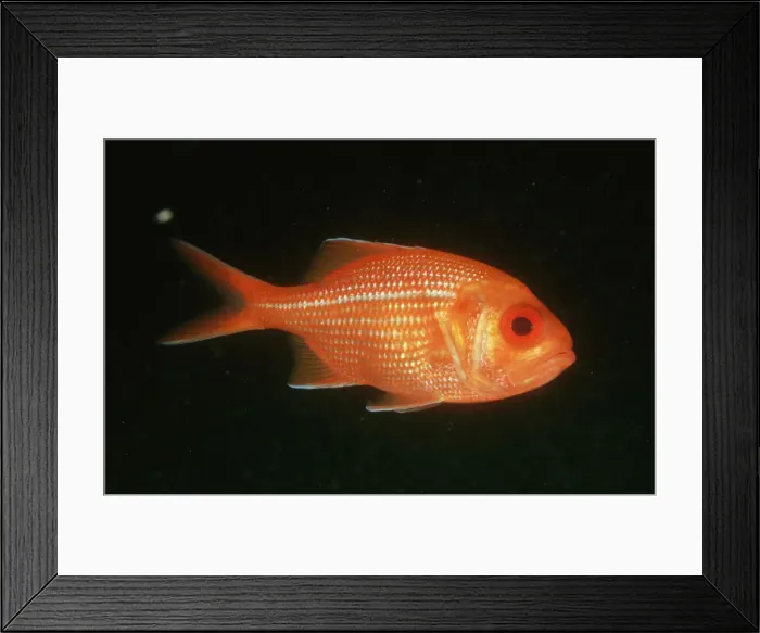 Framed Print : red snapper: centroberyx gerrardi a prized eating fish kan garoo is. sa, australia Framed Print : red snapper: centroberyx gerrardi a prized eating fish kan garoo is. sa, australia
