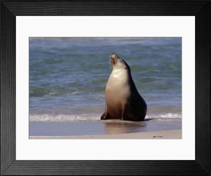 Framed Print : Australia Sealion, Kangaroo Island, Australia