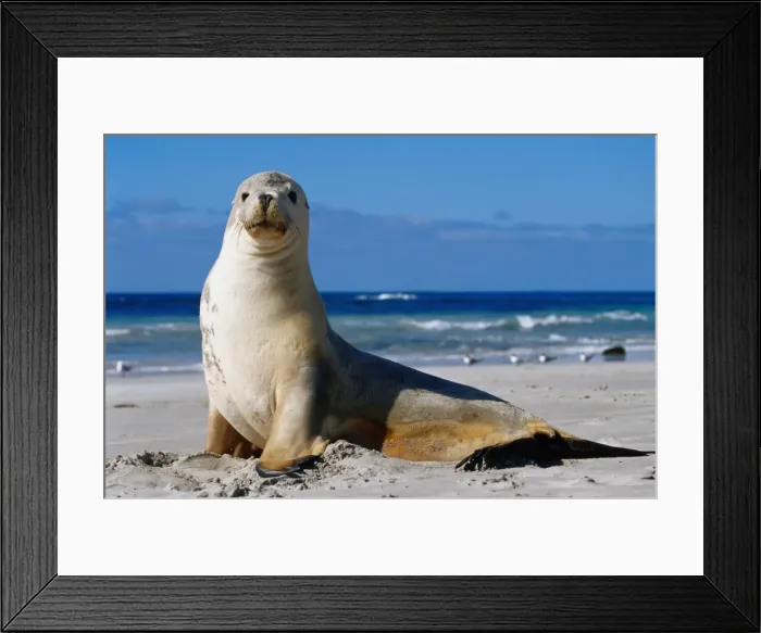 Framed Print : Sea Lion, Seal Bay Framed Print : Sea Lion, Seal Bay
