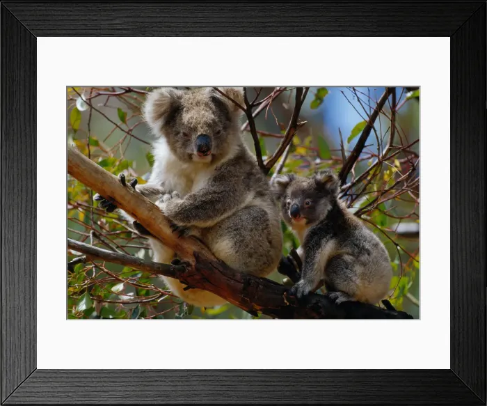 Framed Print : Koala (Phascolarctos cinereus) and young Framed Print : Koala (Phascolarctos cinereus) and young
