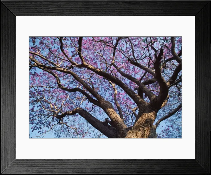 Framed Print : Branches of Eucalyptus Tree, Kangaroo Island, Southern Australia, Australia