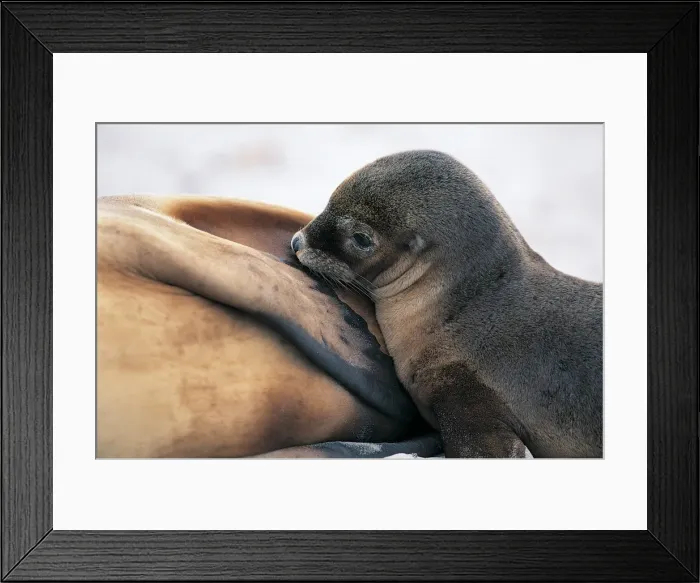 Framed Print : Australian Sea Lion (Neophoca Cinerea) Framed Print : Australian Sea Lion (Neophoca Cinerea)