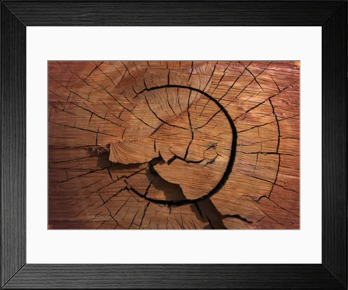 Framed Print : Cut down eucalypt tree in the Flinders Ranges, South Australia, Australia