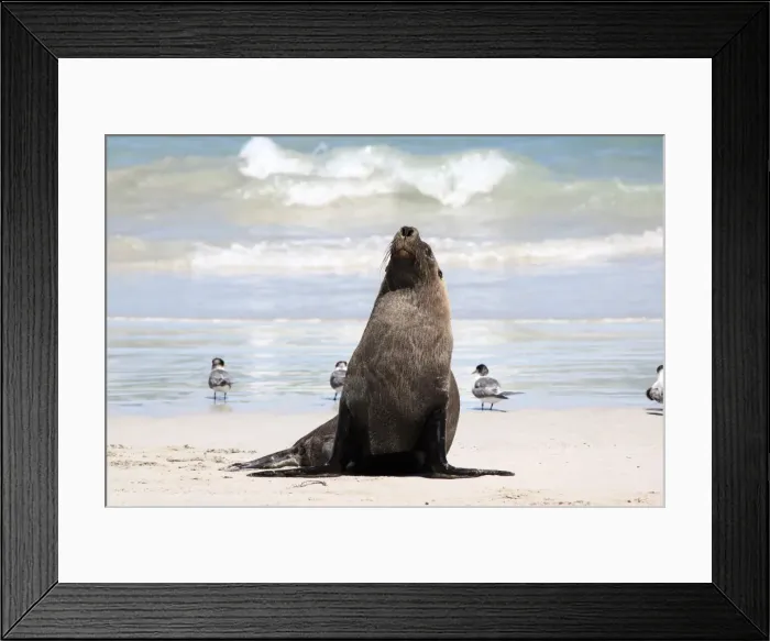 Framed Print : Sea-Lion on the beach at Seal Bay Framed Print : Sea-Lion on the beach at Seal Bay