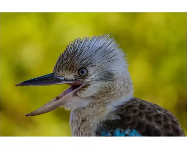 Blue-winged Kookaburra Laughing