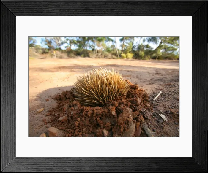 Framed Print : Echidina. The Echidina is a small native Australian mammal Framed Print : Echidina. The Echidina is a small native Australian mammal