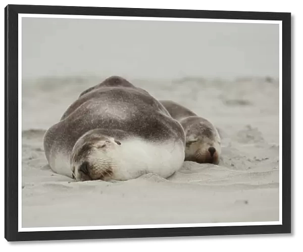 Sea lions - Kangaroo Island