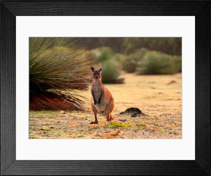 Framed Print : Kangaroo, Kangaroo IslandSouth Australia