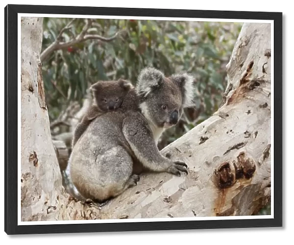 Koala and Baby koala - Kangaroo Island