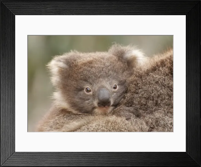 Framed Print : Baby Koala Framed Print : Baby Koala