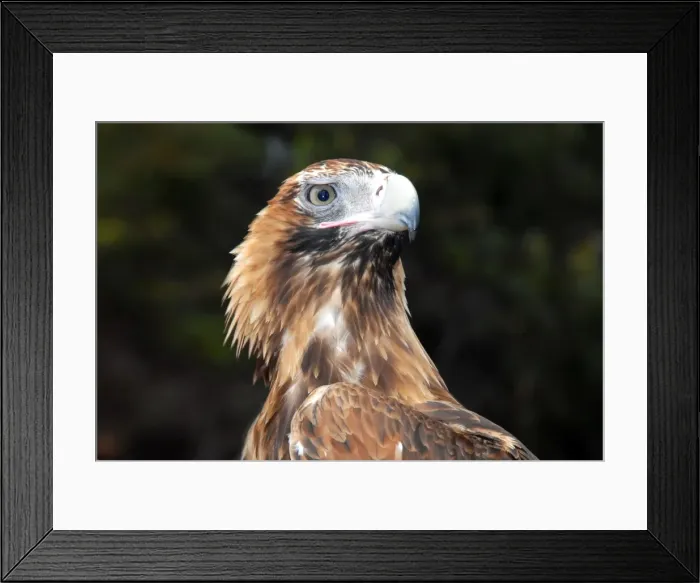 Framed Print : Majestic. Australian Eagle