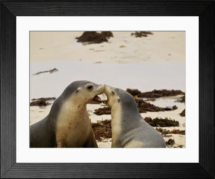 Framed Print : Sealions playing on beach Framed Print : Sealions playing on beach