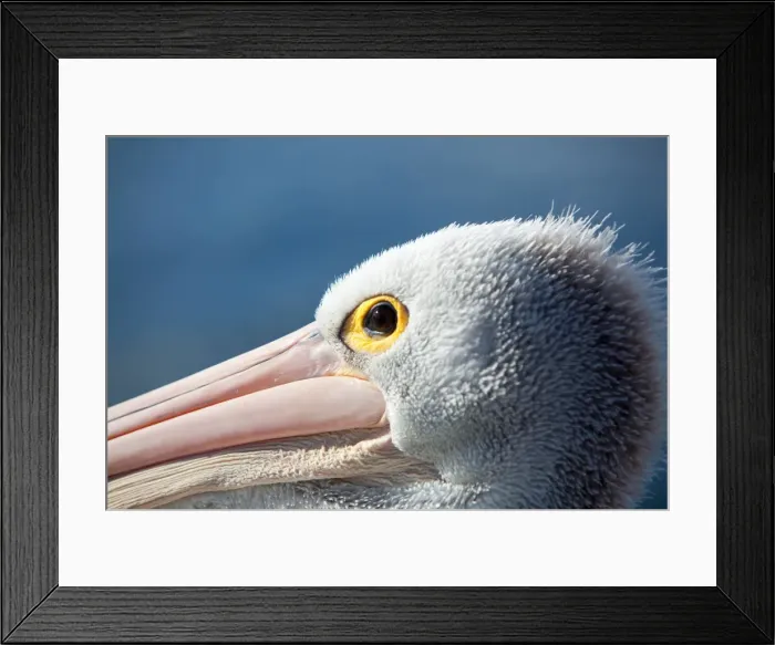 Framed Print : Pelicans, close-up Framed Print : Pelicans, close-up