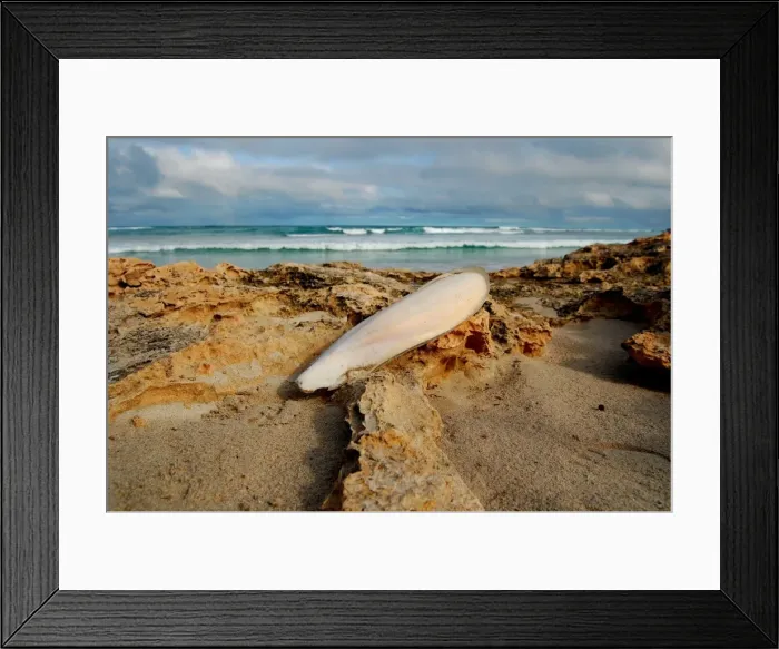Framed Print : Forgotten Shell Framed Print : Forgotten Shell