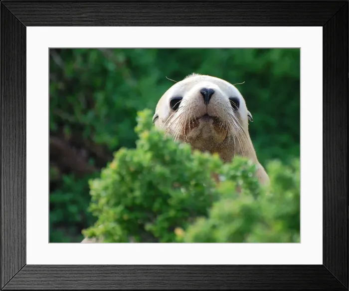 Framed Print : Baby seal Peek-a-boo Framed Print : Baby seal Peek-a-boo