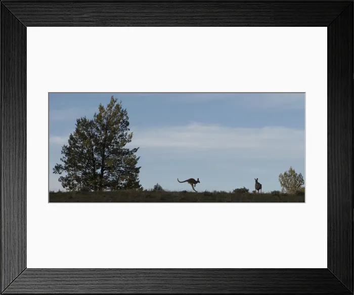 Framed Print : Kangaroo. 2 red Kangaroos in South Australia; near Wilpena Pound Framed Print : Kangaroo. 2 red Kangaroos in South Australia; near Wilpena Pound
