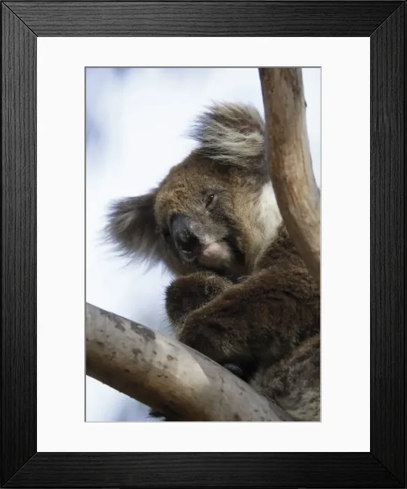 Framed Print : Koala in tree, Kangaroo Island, Phascolarctos cinereus, Australia Framed Print : Koala in tree, Kangaroo Island, Phascolarctos cinereus, Australia