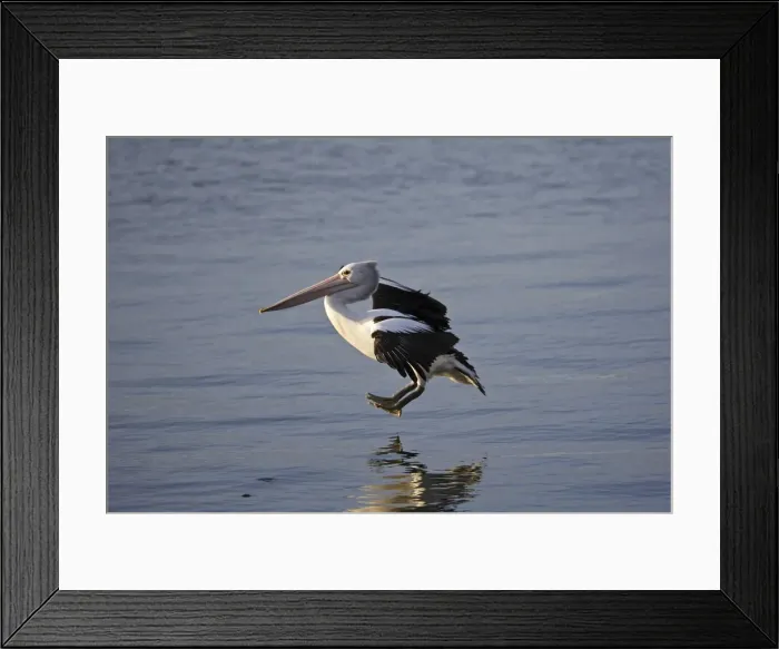 Framed Print : Australian Pelican landing on water, Pelecanus conspicullatus, Kangaroo Island, Australia Framed Print : Australian Pelican landing on water, Pelecanus conspicullatus, Kangaroo Island, Australia